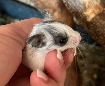 Mláďata osmáka degu s PP v různých barvách - 5