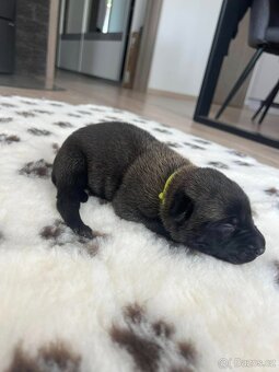 Belgický ovčák malinois s PP - 5