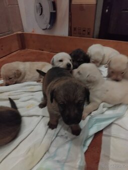Štěňata - 5