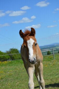 1,5 roční klisnička Wpbr - 5