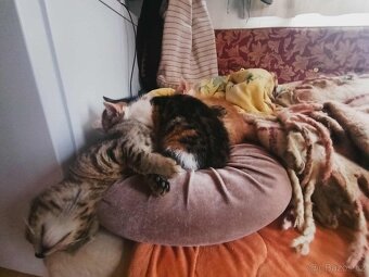 Modrooký kočky - 5