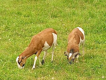 Kamerunské ovce - 5