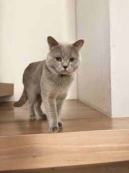 Britský kocour ke krytí - 5