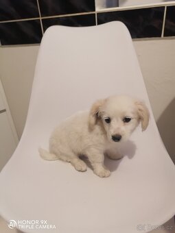 Maltipoo - 5