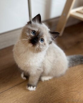RAGDOLL KOŤATA BEZ PP NA PRODEJ - 5
