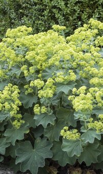 Kontryhel Thriller, Alchemilla mollis Thriller - 5