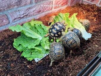 Želva pardálí - Stigmochelys pardalis babcocki - 5