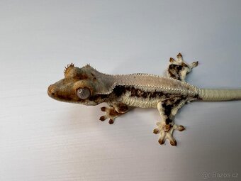 Pagekon řasnatý- Correlophus ciliatus - 5