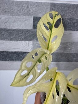 Monstera Adansonii Japanese Tricolor - 5