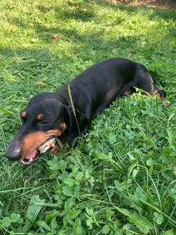 Jezevčík - krytí - 5