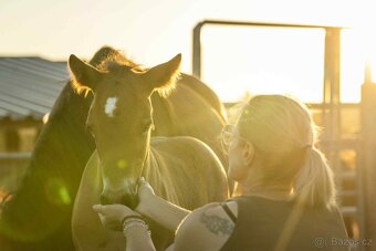 Welsh Cob hřebeček - 5