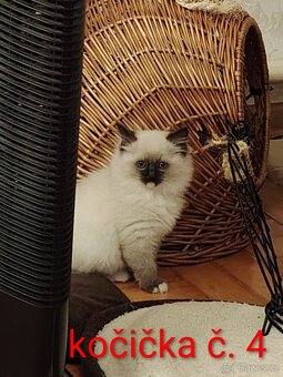 Ragdoll koťátka - 5