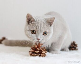 Britská koťátka s PP - Holčičky - 5