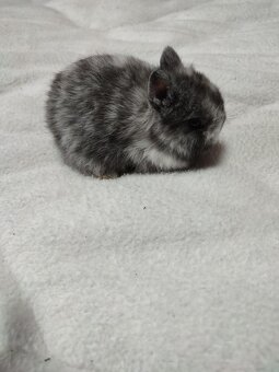 Zakrslý králíček - 5