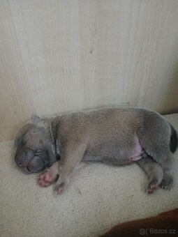 Sharpei,šarpej stěně s PP - 5