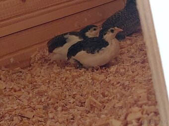 Křepelka čínská - 5