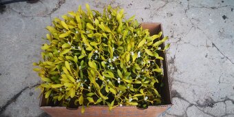 Prodám krásné jmelí na dekorace, do kytic apod. - 5