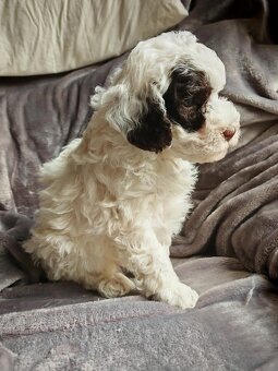 PUDL TRPASLIČÍ VÍCEBAREVNÝ s PP - 5