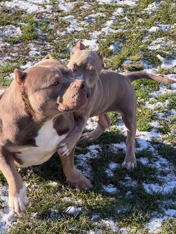 American Bully pocket - 5