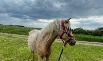 Pony klisna 2r. - 5