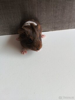 Prodám dva kluky 🐹 - 5