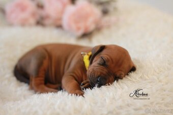Rhodesian Ridgeback - 5