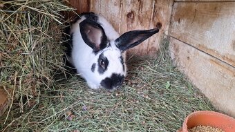 Loňské podzimní králíci - 5