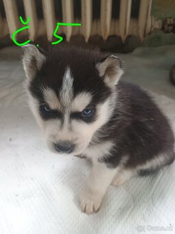 Sibiřský husky - 5