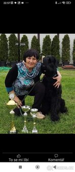 Knírač velký černý - štěňátka s PP - 5