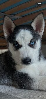 Husky štěne fenka. - 5