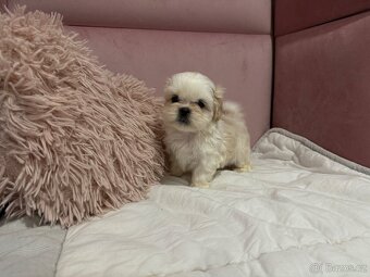 Shih tzu s PP, shih-tzu, Shi tzu, si cu, si tzu - 5