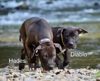 Apbt s PP - 5