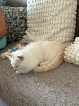 Ragdoll kocourek - 5