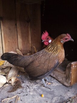 Holandstá zakrslá - 5