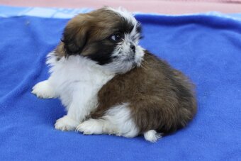 Shih-tzu, Shih tzu, si cu bez pp - 5