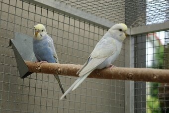 prodám mladé andulky - 5