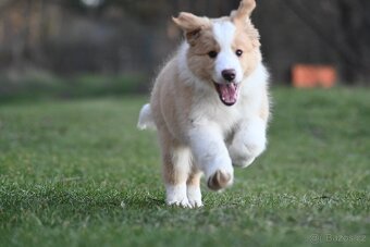Border Collie / Border Kólia s PP - 5