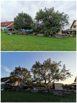 Odborný ořez stromů - 5