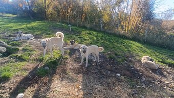 Kangalský pastevecký pes- štěňátka s pp - 5