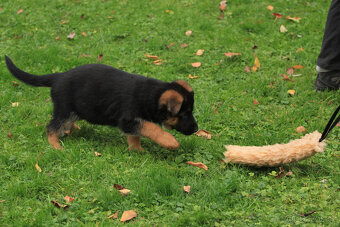 Německý ovčák - 5