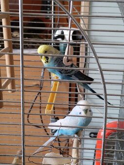 Prodám papoušky včetně klece - 5