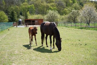 Zkušená klisna s top původem (chov, hobby parkur/drezura) - 5