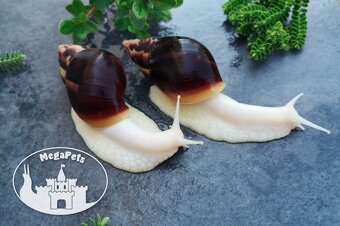 Africký šnek Lissachatina fulica albino body Snails - 5