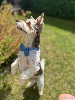 Yorkshire Terrier Biewer - krytí - 5