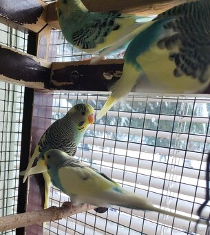 Andulky letošní - 5