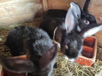 Králík domácí - 5