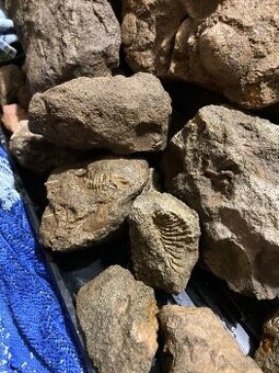 Zkameněliny - fosilie - 5