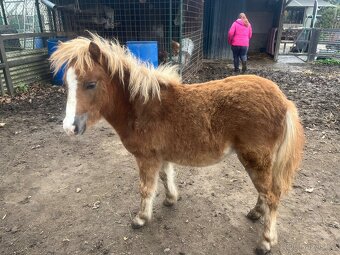 Pony kobylky SPECHA - 5