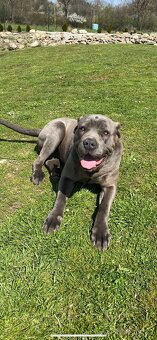 Bandog - 5
