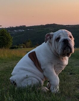 Anglický buldog na prodej. - 5